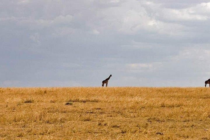 3-Day Camping Safari in Masai Mara: Big Five, Wildebeest Migration & Guided Game Drives photo 6