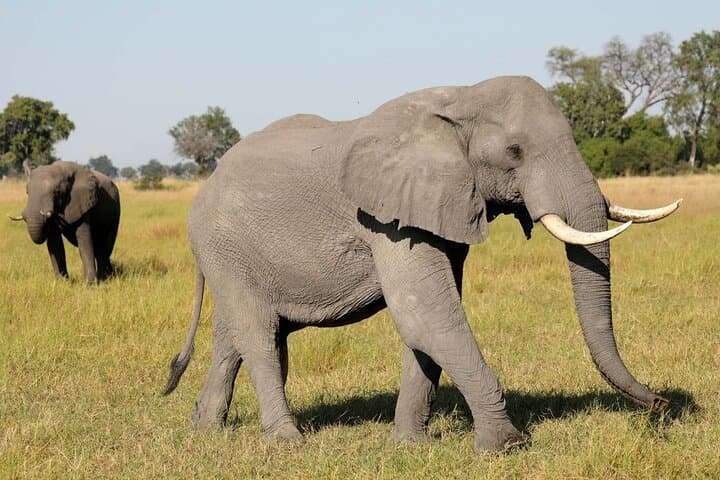 Chobe Full Day Trip: River Cruise and Game Drive from Livingstone photo 2