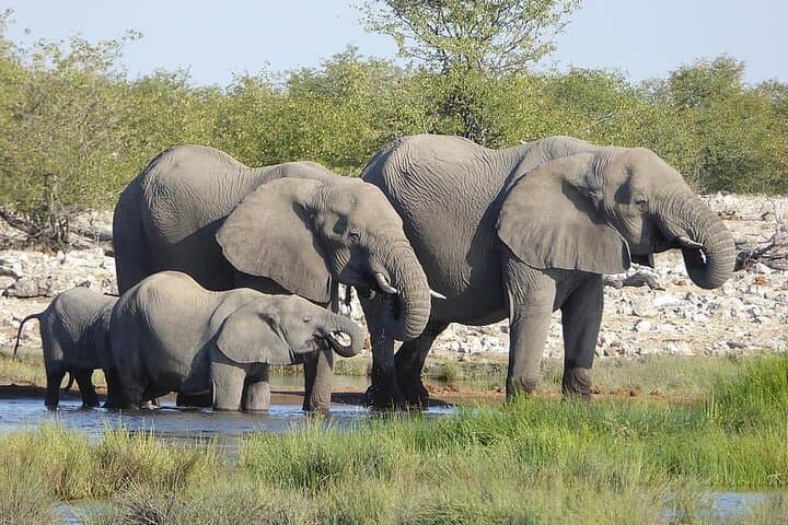 Chobe Full Day Trip: River Cruise and Game Drive from Livingstone photo 3