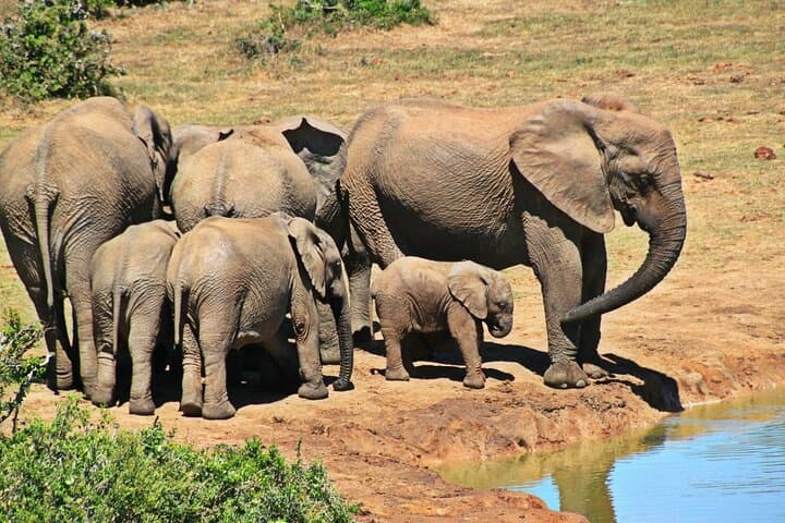 Chobe Full Day Trip: River Cruise and Game Drive from Livingstone photo 4
