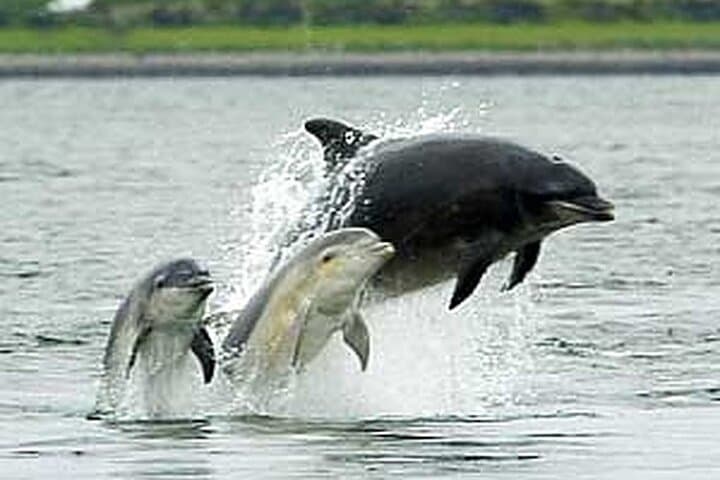 Black Isle Coastal & Dolphin-Watching Private Tour from Inverness photo 5