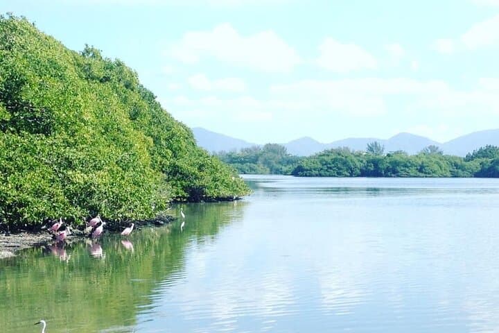 Half-Day Tijuca Lagoon Boat Tour: Caimans, Capybaras & Sunset in Rio photo 5
