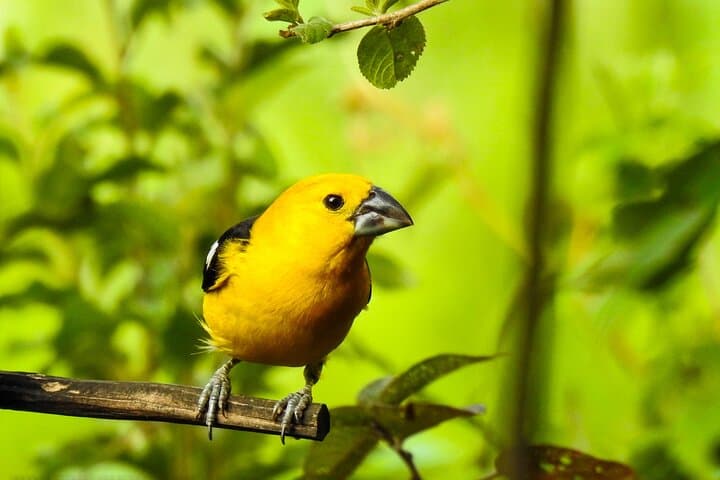 Birdwatching Tour to Yunguilla Jocotoco Reserve and El Chorro from Cuenca photo 2