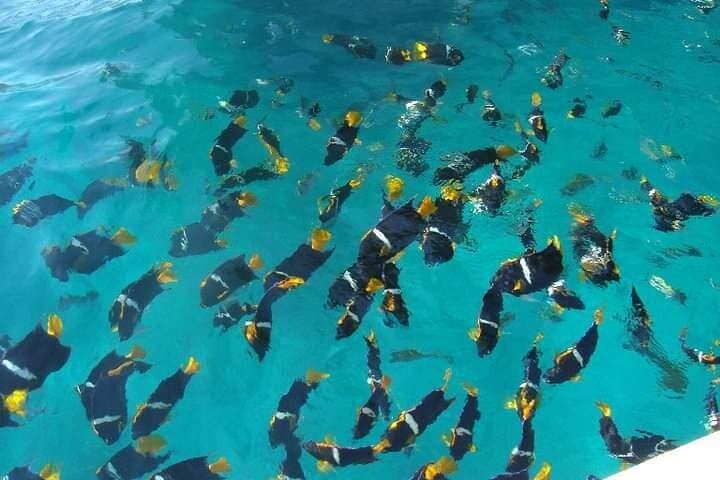 Private Snorkeling Tour to Los Arcos — Half-Day Snorkel in Puerto Vallarta Marine Park photo 3
