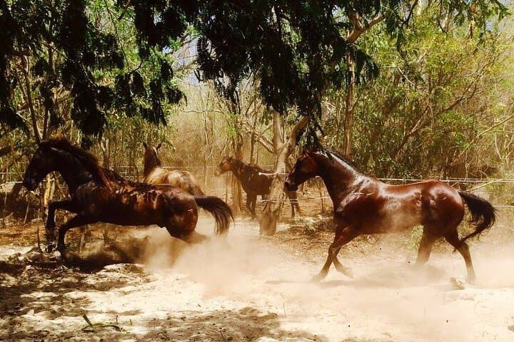 Private Classic Horseback Ride Through Punta Sam's Coastal Jungle photo 3