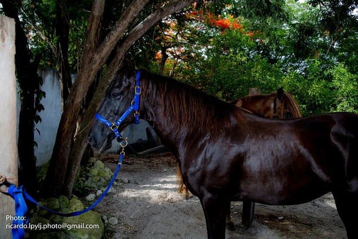 Private Classic Horseback Ride Through Punta Sam's Coastal Jungle photo 4