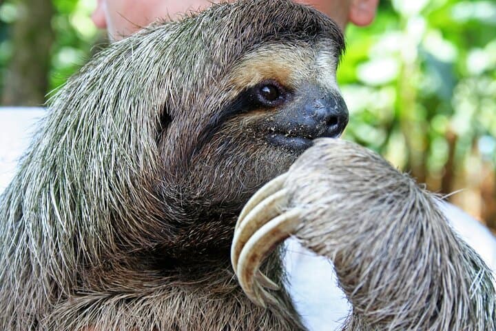 Manuel Antonio Day Trip from San José — Rainforest Trails, Beaches & Wildlife photo 6