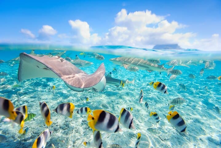 Full-Day Bora Bora Lagoon Tour with Snorkeling and Motu Lunch photo 3
