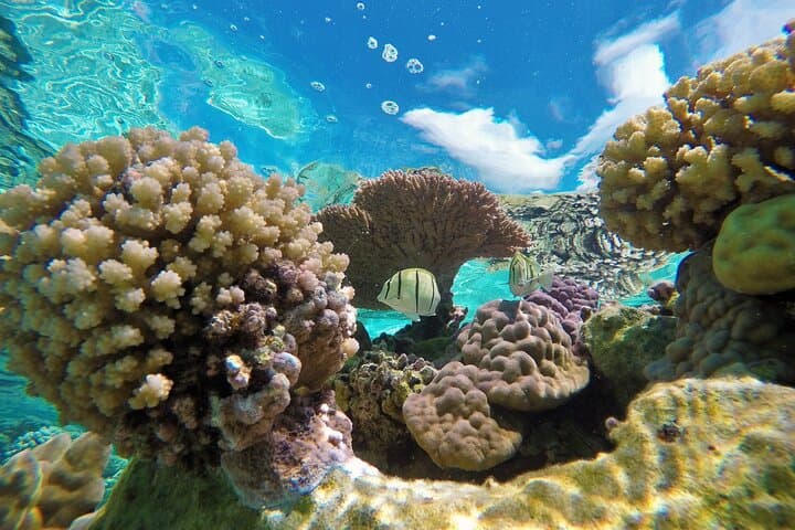 Half-Day Bora Bora Lagoon Cruise and Snorkeling at Mt Otemanu photo 4