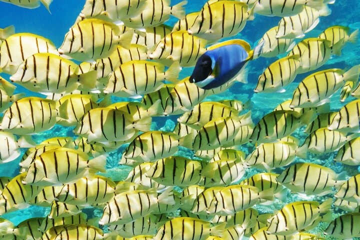 Half-Day Bora Bora Lagoon Cruise and Snorkeling at Mt Otemanu photo 5