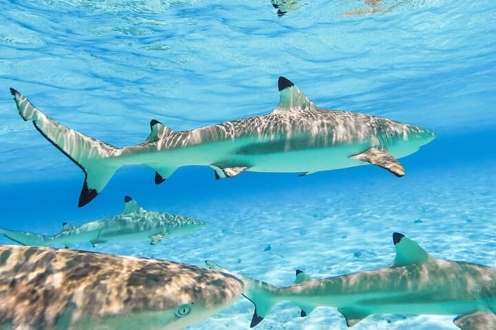 Full-Day Bora Bora Lagoon Tour — Snorkel Coral Gardens & Private Motu BBQ photo 6