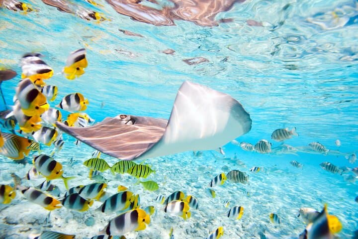 Full-Day Bora Bora Lagoon Tour — Snorkel Coral Gardens & Private Motu BBQ photo 5