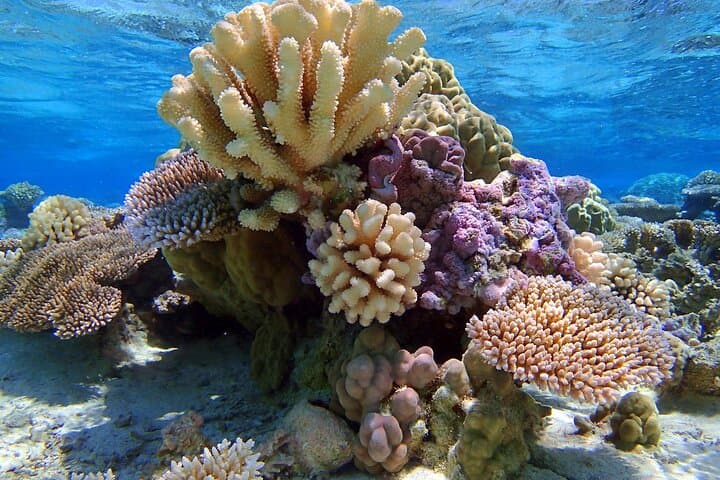 Bora Bora Private Half-Day Lagoon Snorkel Around Mt Otemanu photo 5