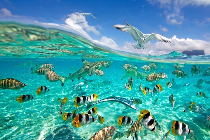 Bora Bora Private Half-Day Lagoon Snorkel Around Mt Otemanu photo 6