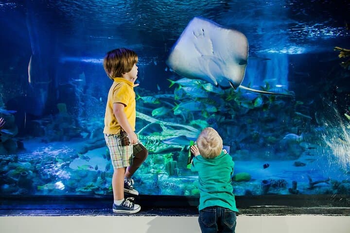 Inside SEA LIFE Orlando: 360-Degree Ocean Tunnel, Sharks & Touch Tanks at ICON Park photo 3