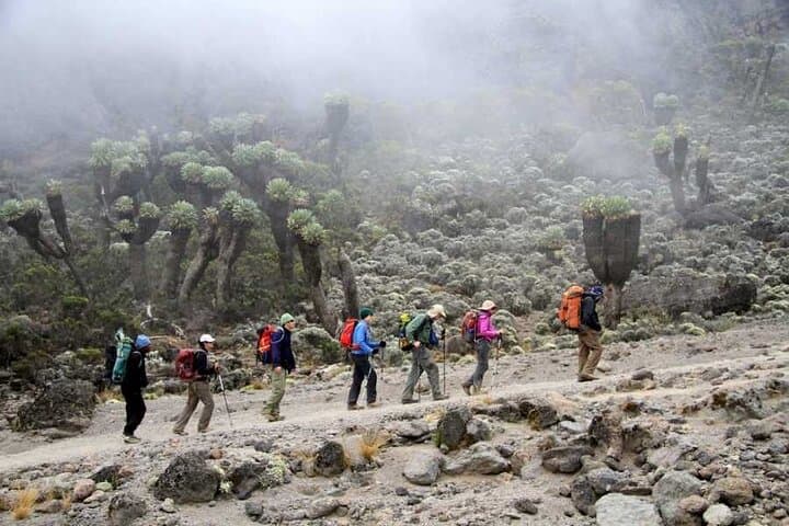 Kilimanjaro Marangu Route: 6-Day Guided Ascent to Uhuru Peak photo 4