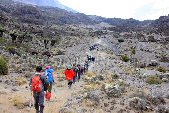 Kilimanjaro Marangu Route: 6-Day Guided Ascent to Uhuru Peak photo 5