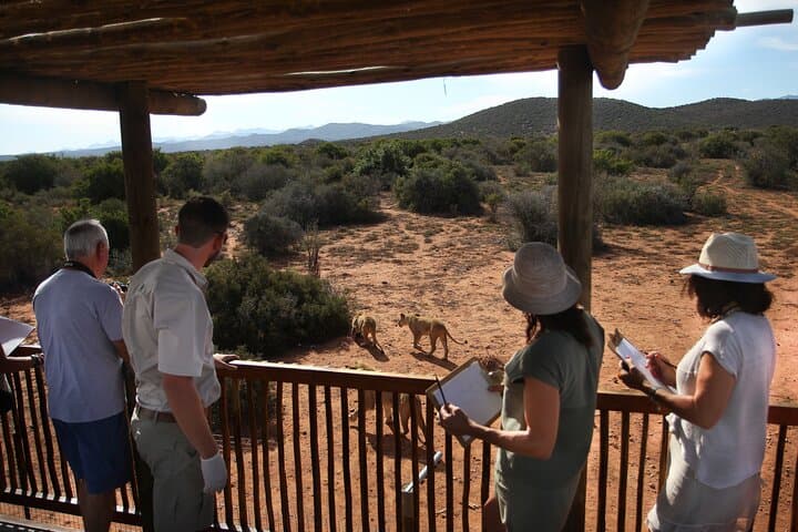 Lion Feeding Experience at Buffelsdrift — Close-Up Wildlife Viewing in Western Cape photo 3