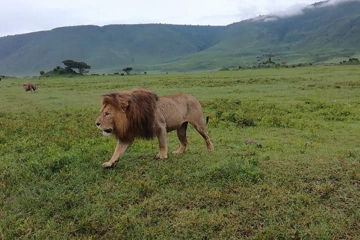 Classic 5-Day Safari: Manyara, Serengeti & Ngorongoro photo 2
