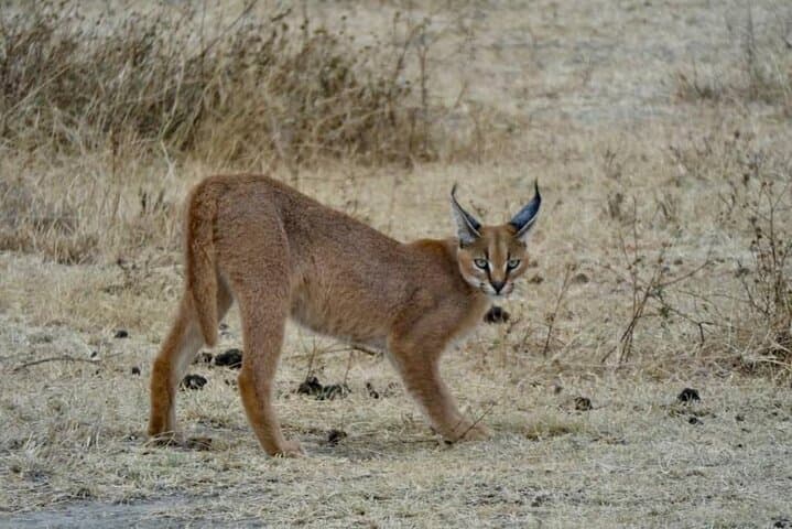 Classic 5-Day Safari: Manyara, Serengeti & Ngorongoro photo 6