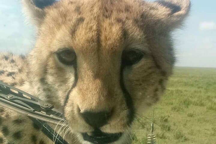 Serengeti & Ngorongoro: 5-Day Safari Through Tanzania's Wildlife Heartland photo 4