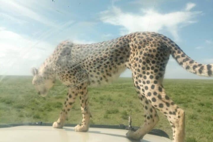 Serengeti & Ngorongoro: 5-Day Safari Through Tanzania's Wildlife Heartland photo 5
