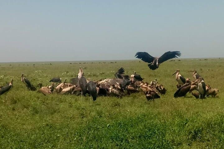 Serengeti & Ngorongoro: 5-Day Safari Through Tanzania's Wildlife Heartland photo 6