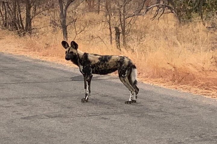 Private Kruger National Park Safari: Custom Guided Game Drives from Skukuza photo 5