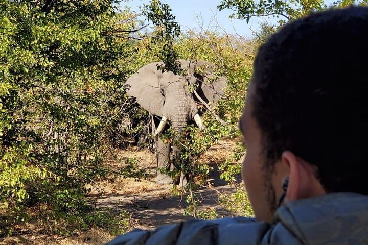 Kruger National Park Half‑Day Game Drive — Safari from Hazyview to Skukuza photo 1
