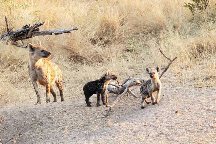 Kruger Private Afternoon Game Drive: Big Five Safari from Hazyview photo 4