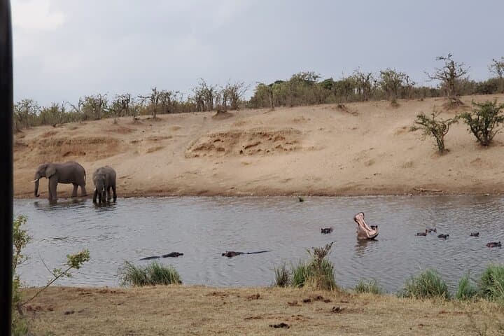 Private Morning Game Drive in Kruger National Park from Hazyview photo 3