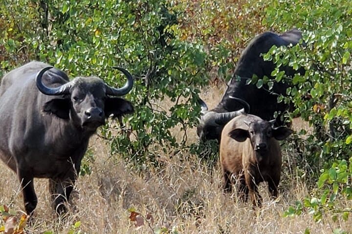 Private Morning Game Drive in Kruger National Park from Hazyview photo 5