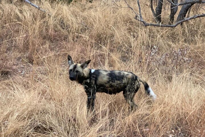 Private Morning Game Drive in Kruger National Park from Hazyview photo 6