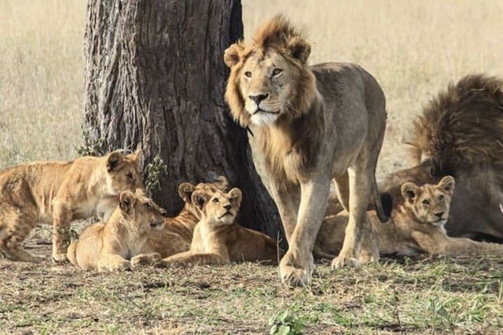 3-Day Serengeti and Ngorongoro Budget Safari: Wild Wonders on a Practical Timeline photo 2