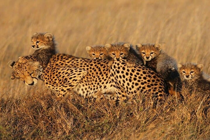 3-Day Serengeti and Ngorongoro Budget Safari: Wild Wonders on a Practical Timeline photo 4