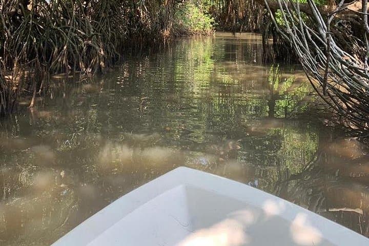 Bentota Mangrove Boat Adventure: Wildlife & Estuary Cruise photo 6