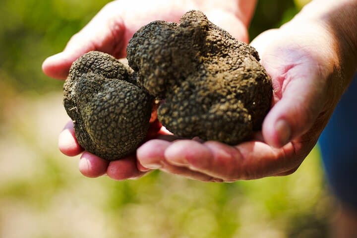 Truffle Hunting and Tasting in Slovenian Istria — Guided Forest Experience photo 6