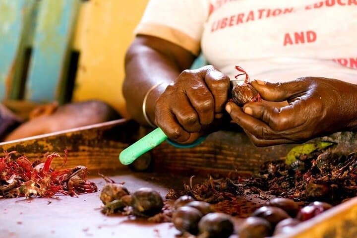 Grenada in a Nutshell — Deluxe Island Tour: Nutmeg, Chocolate, Rainforest & Waterfalls photo 6