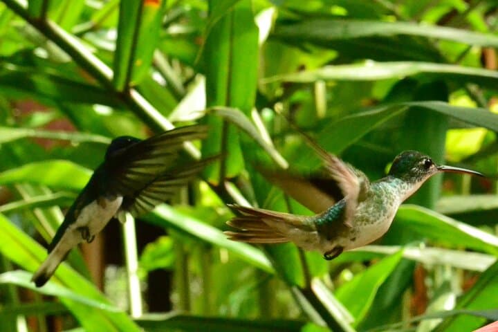 Mindo Cloud Forest Full-Day Tour from Quito: Waterfalls, Butterflies & Canopy photo 5