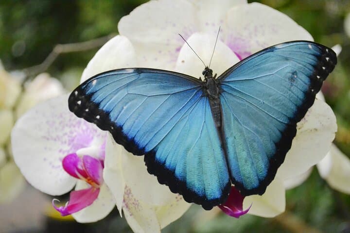 Mindo Cloud Forest Full-Day Tour from Quito: Waterfalls, Butterflies & Canopy