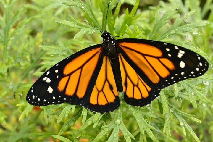 Mindo Cloud Forest Full-Day Tour from Quito: Waterfalls, Butterflies & Canopy photo 6