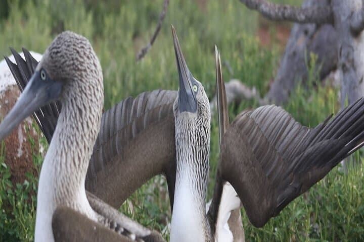 Full-Day North Seymour & Las Bachas: Galápagos Wildlife Cruise from Puerto Ayora photo 5