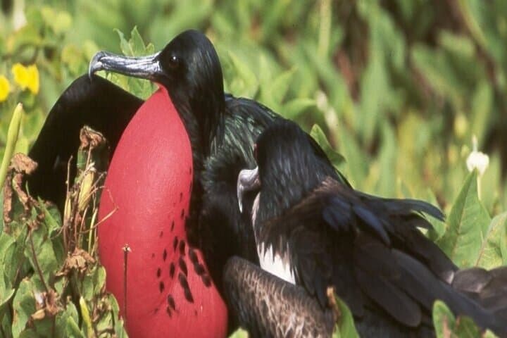 Full-Day North Seymour & Las Bachas: Galápagos Wildlife Cruise from Puerto Ayora photo 6