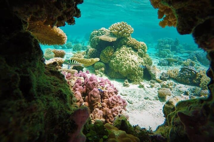 Bora Bora Reef Discovery: Private Lagoon Treasure Hunt for Kids photo 4