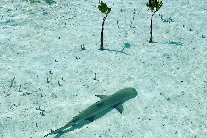 Mangroves Stand-Up Paddleboard Tour in Providenciales — Paddle the National Reserve photo 3