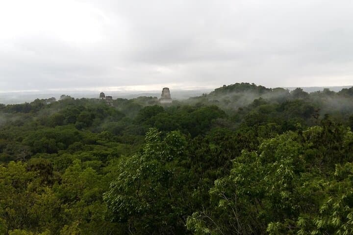 Tikal Day Tour from Flores: Explore Mayan Ruins & Rainforest Wildlife photo 5