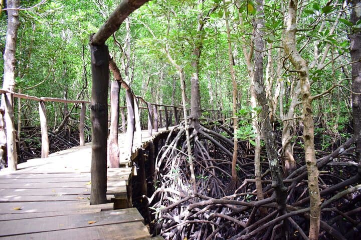Half-Day Jozani Forest Tour: Kirk’s Red Colobus & Mangrove Walks