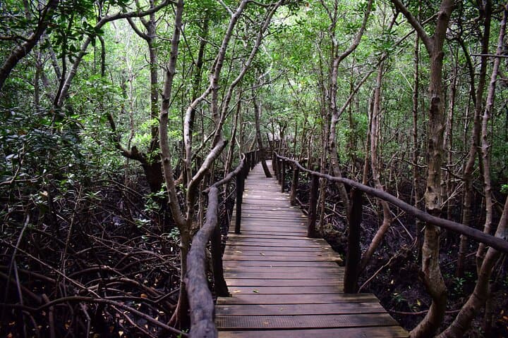 Half-Day Jozani Forest Tour: Kirk’s Red Colobus & Mangrove Walks photo 2
