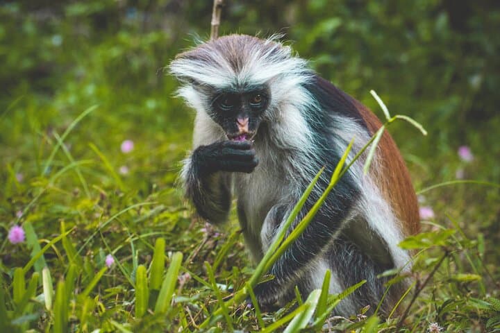 Half-Day Jozani Forest Tour: Kirk’s Red Colobus & Mangrove Walks photo 3