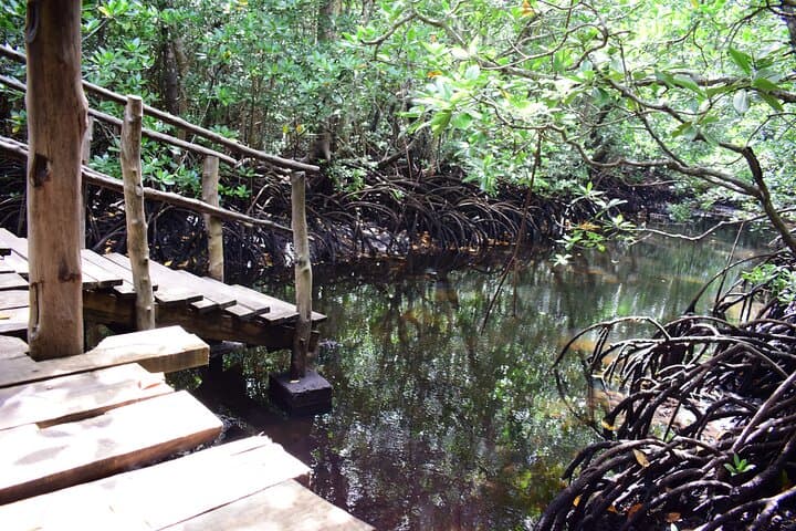 Half-Day Jozani Forest Tour: Kirk’s Red Colobus & Mangrove Walks photo 4